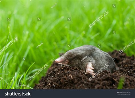 Profil Mole Digging Soil Stock Photo 259578149 | Shutterstock