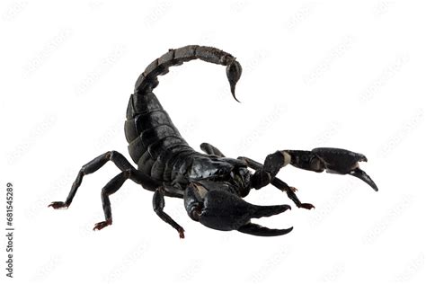 Asian Forest Scorpion Heterometrus Spinifer Closeup On Isolated