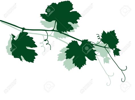 Green Silhouette Of Vine Leaves Royalty Free Cliparts Vectors