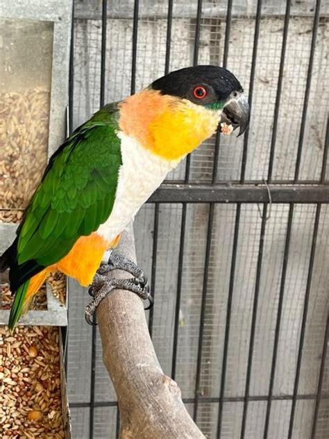 Caique breeding pair | Birds | Gumtree Australia Wyndham Area ...