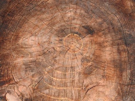 Madera Naturaleza Tronco Foto Gratis En Pixabay Pixabay