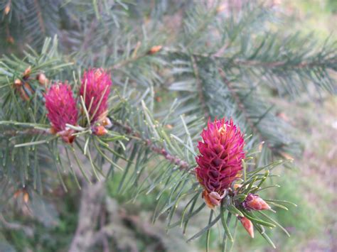 Vancouver Island Big Trees Flowering Douglas Fir