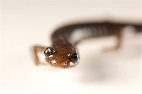 ANI067 00139 Joel Sartore