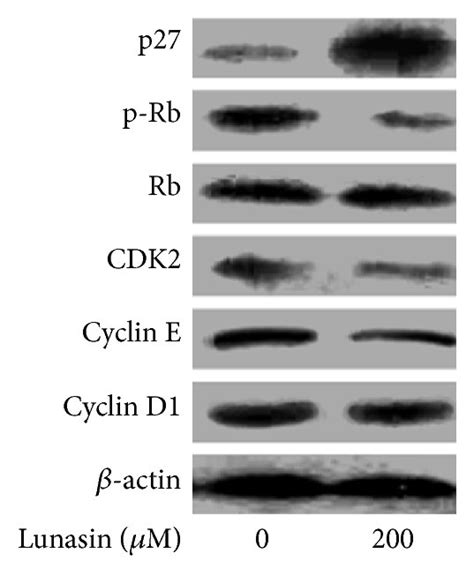 Effect Of Lunasin On The Cell Cycle Of Synovial Fibroblasts And The