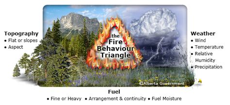 Discussion Forest Fire Model