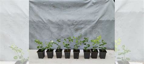 Муррайя купить в Москве | Товары для дома и дачи | Авито