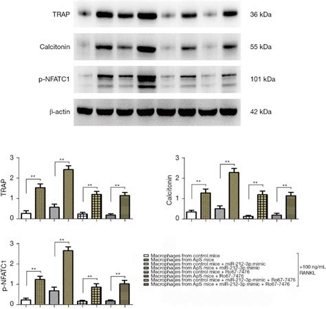 Regulatory Mechanisms Of Mir P On The Secretion Of Inflammatory