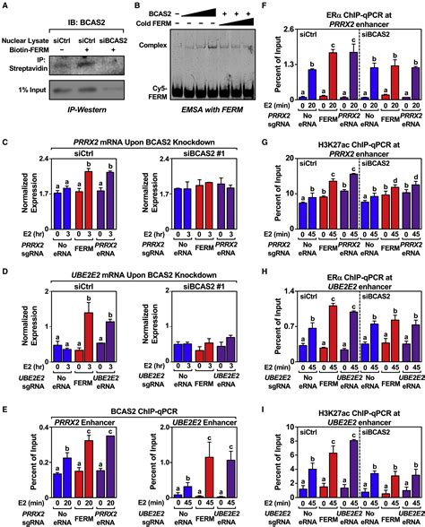 Analysis Of Estrogen Regulated Enhancer RNAs Identifies A Functional