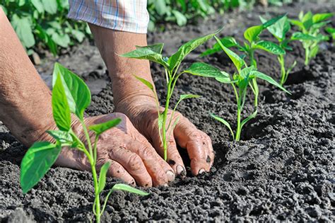 Coltivazione Biologica Agricoltura Biologica O Biodinamica News Ed