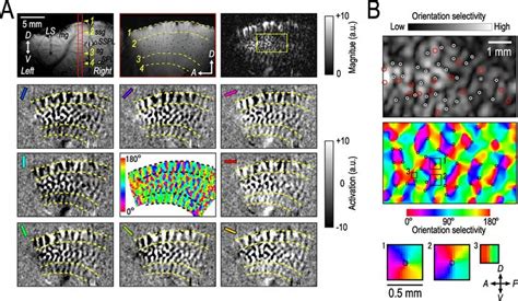 Columnar Mapping Inside Cortical Sulcus With Cbv Weighted Fmri Two