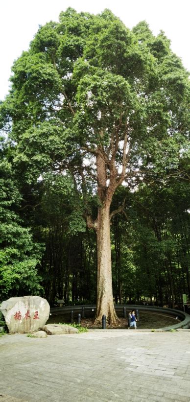 全方位保护古树名木 用一抹绿留住历史与乡愁 关注森林