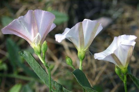 Convolvulus arvensis