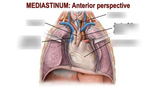 mediastinum anterior -- 3.2 Diagram | Quizlet