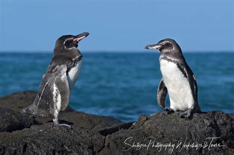 Two Galapagos Penguins - Shetzers Photography