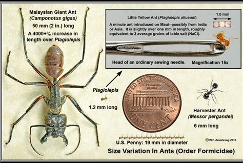 What is this? An ant for ants? (Ant for scale) : r/thingsforants