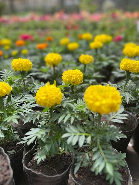 Premium Photo | Marigolds for sale yellow flowers