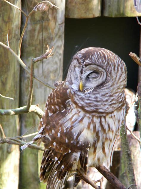 Sleepy Owl Photograph by Warren Thompson - Fine Art America