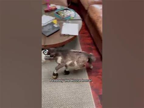 Конь педальный - YouTube