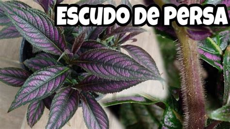 Descubre el significado espiritual detrás de la planta escudo persa en