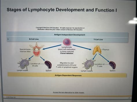 Microbiology chapter 15 host defenses continued Flashcards | Quizlet 