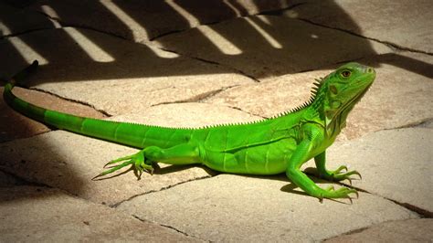 What to Do if You Find Iguana Poop in Your Pool – Iguana Removal 305