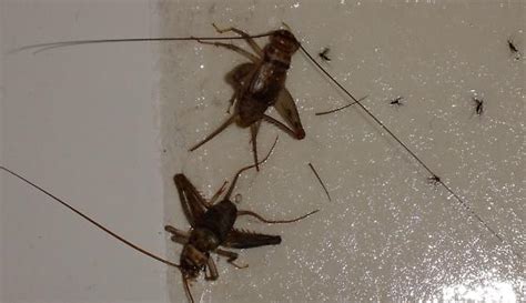 Adult Cricket Gryllodes Sigillatus Bugguidenet