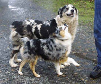 Australian Shepherd Size Comparison L Sanpiero