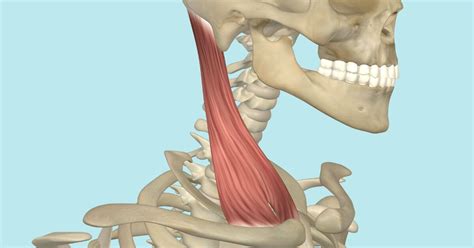 Sternocleidomastoid Muscle, Its Attachments and Actions - Yoganatomy