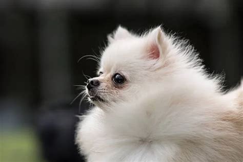 Teacup Chihuahua Pom Mix: Perfect Pal! - The Chihuahua Guide