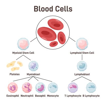 Blood Cells Types Of Blood Cell Required To Different Functions Stock ...