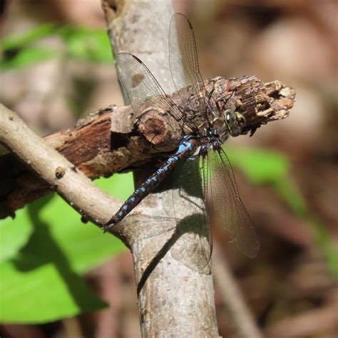 Springtime Darner From Lanark County ON Canada On May 24 2024 At 09