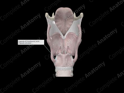 Capsule Of Cricothyroid Joint Complete Anatomy