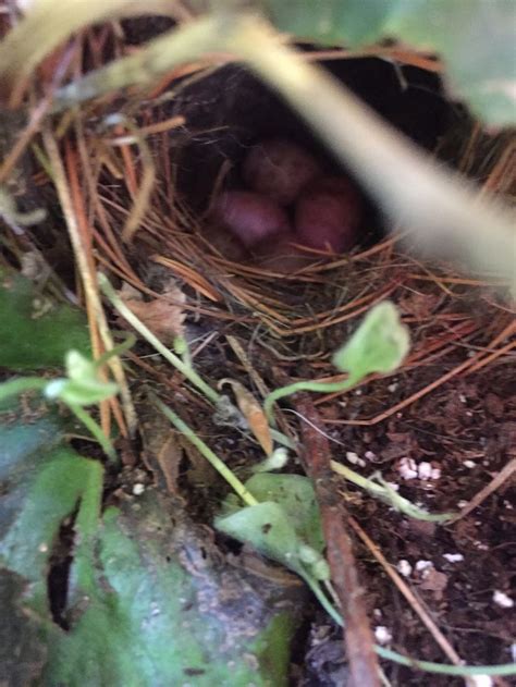 House Wren eggs | Vegetables, Cabbage, Food