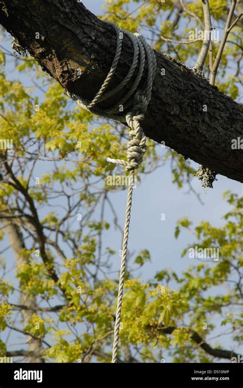 Hanging Rope On A Tree