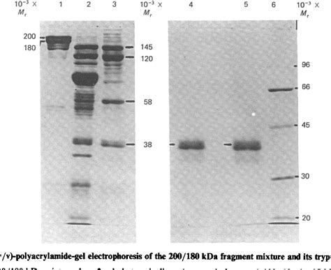 Figure From Primary Structure Of Human Plasma Fibronectin