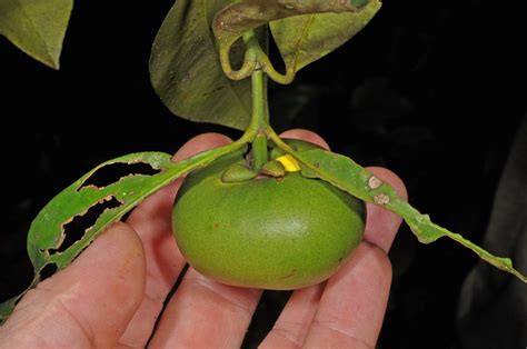 Garcinia Plant13 Clusiaceae Image 81369 At PhytoImages Siu Edu