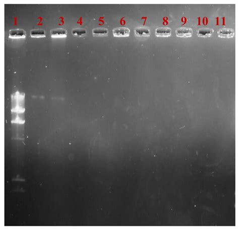 Plasmid profile of uncured and cured bacterial strain of X. campestris ...