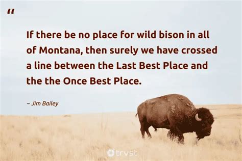 7 Bison Quotes About The Humongous Bovines