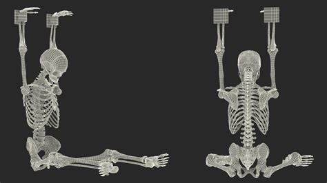 Human Male Skeleton Shackled D Model Ds Blend C D Fbx Max