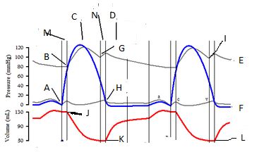 Cardiac Cycle Drawing At PaintingValley Explore Collection Of