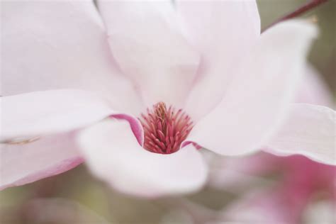 Kostenlose foto Natur blühen Weiß Blume Blütenblatt Makro