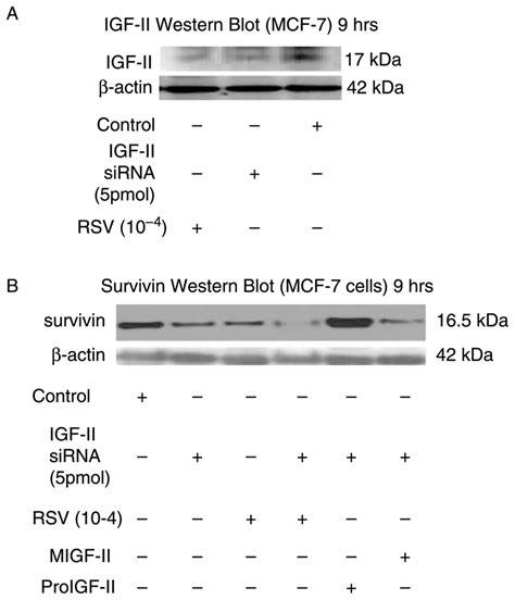 Western Blot Of Igf Ii And Survivin Following Igf Ii Sirna Treatment In