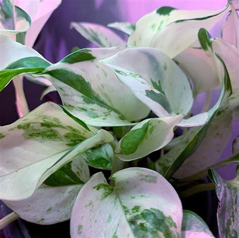 Pink Pothos Plant Pothos Plant