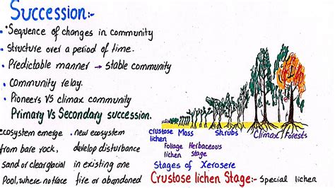 Succession | stages of xerosere succession | class 12 - YouTube