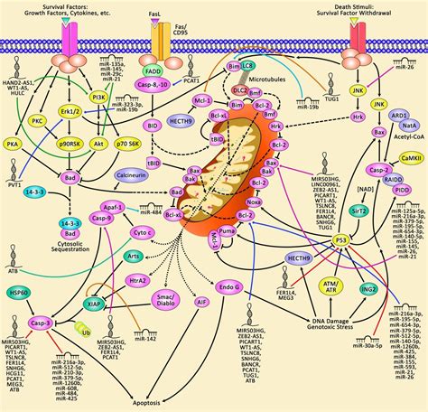 Frontiers The Impact Of Lncrnas And Mirnas On Apoptosis In Lung Cancer