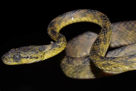 15 Extraordinary Facts About Ceylon Cat Snake