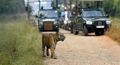 2n 3d Tadoba Jungle Safari From Nagpur Package Adventurush