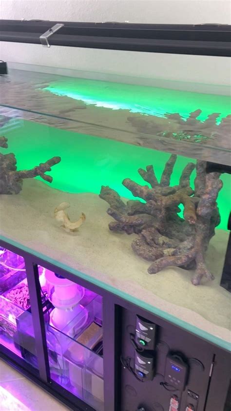 Reefstache On Instagram Cade Reef Tank Build By Reefstache Ammonia