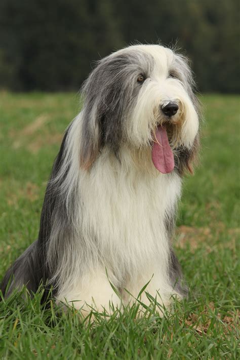 Bearded Collie