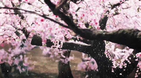 Cherry Blossom Tree Gif | [+] CHERRY BLOSSOM